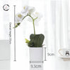 Artificial Phalaenopsis Potted